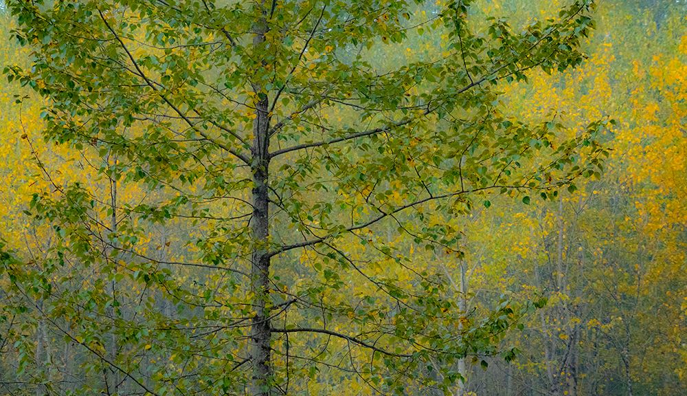 USA-Washington State-Preston with Cottonwoods in fall color